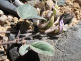 Astragalus transnominatus