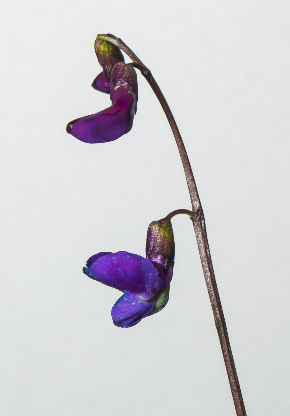 Изображение особи Lathyrus vernus.