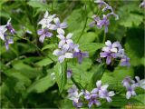 Lunaria rediviva. Верхушки цветущего растения. Украина, Ивано-Франковская обл., Болеховский горсовет, Поляницкий сельсовет, Поляницкий региональный ландшафтный парк, заросли кустарника на берегу ручья. 10.05.2017.