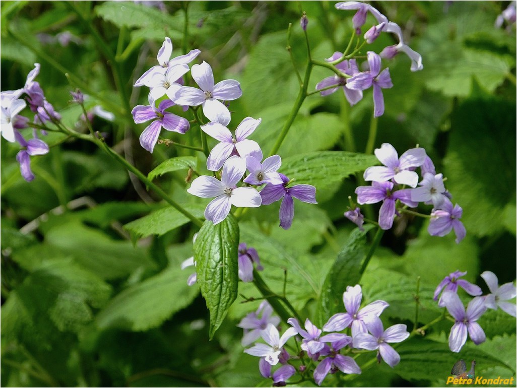 Image of Lunaria rediviva specimen.