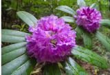 Rhododendron ponticum