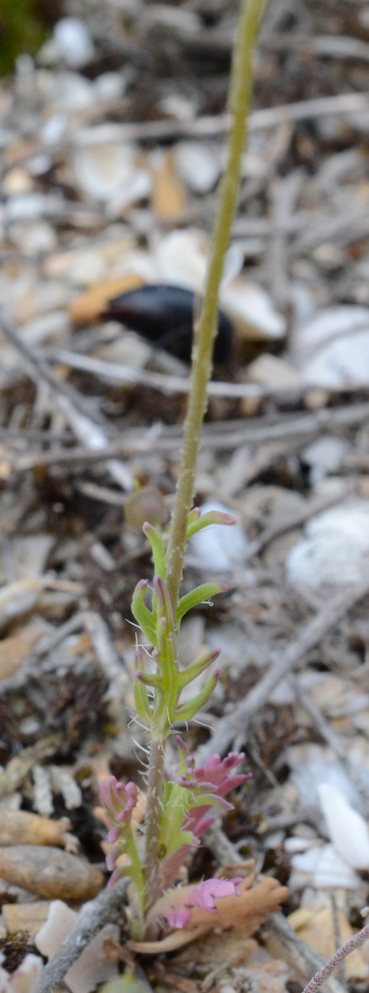 Image of Papaver laevigatum specimen.