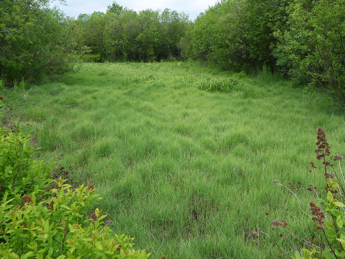 Image of Carex pseudocuraica specimen.