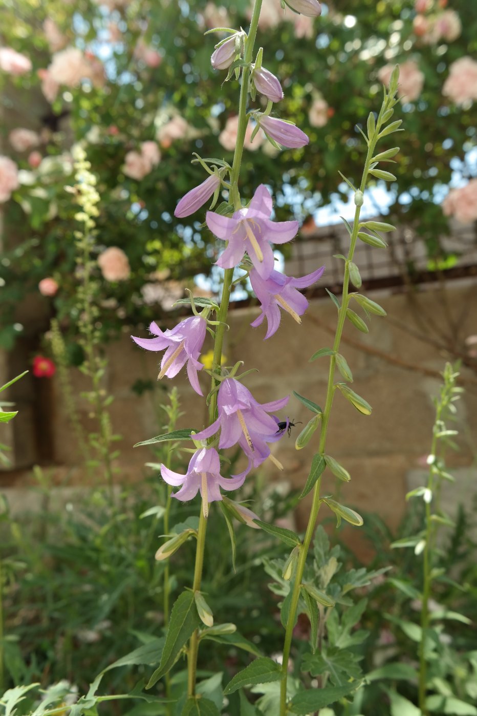 Image of Campanula rapunculoides specimen.