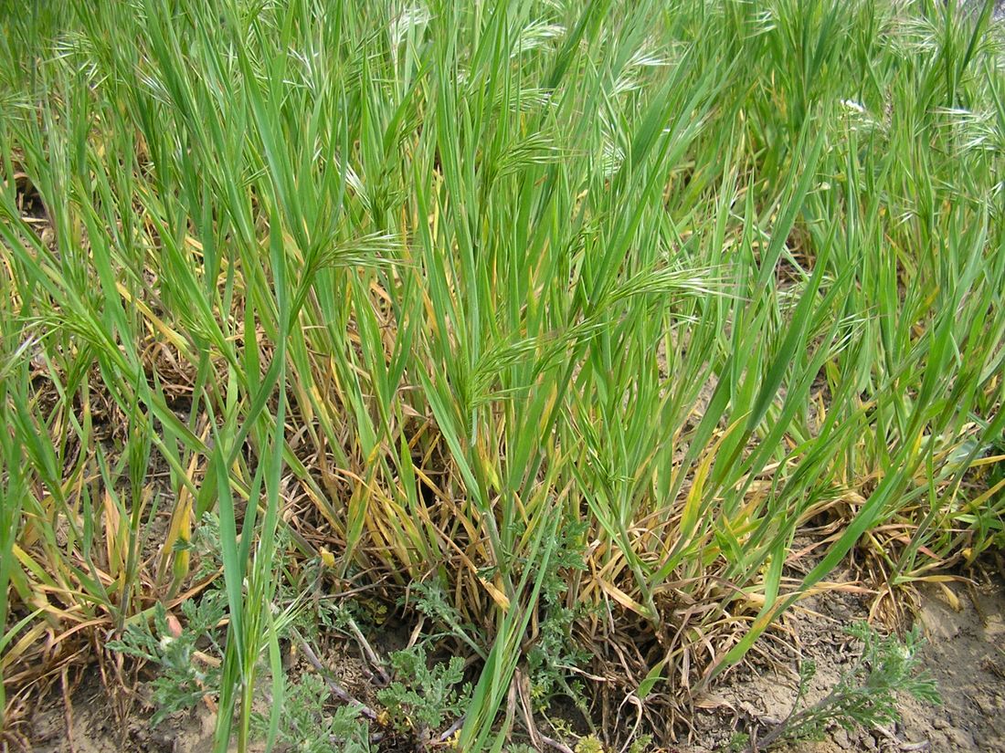 Image of Anisantha tectorum specimen.