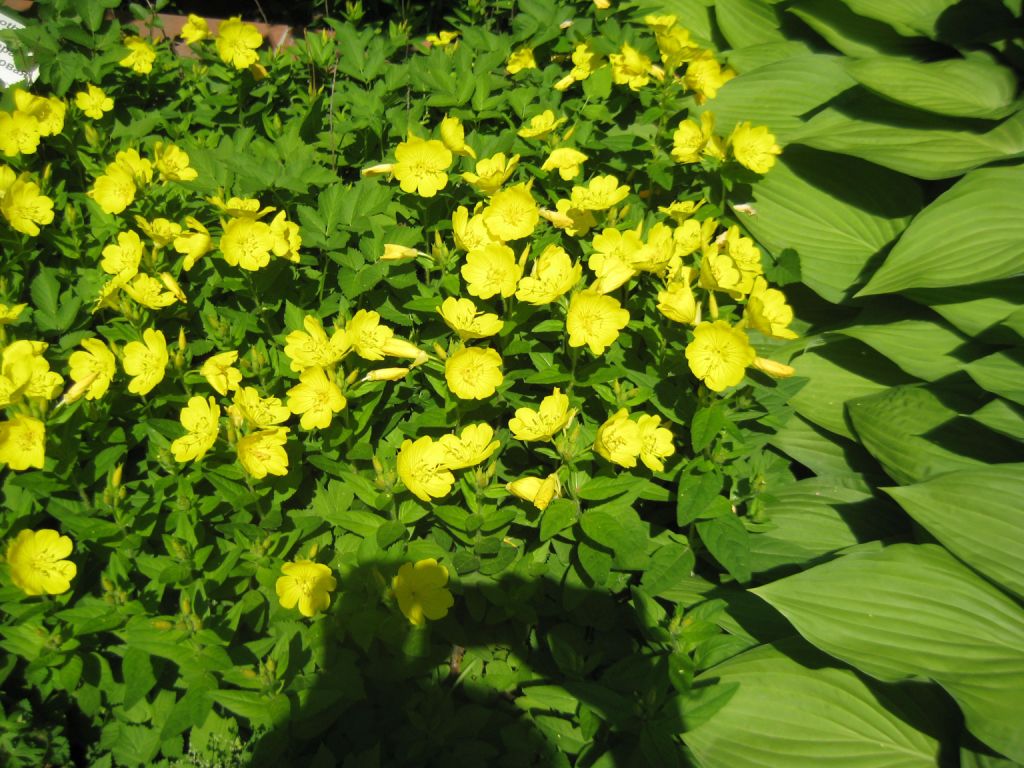 Изображение особи Oenothera fruticosa.