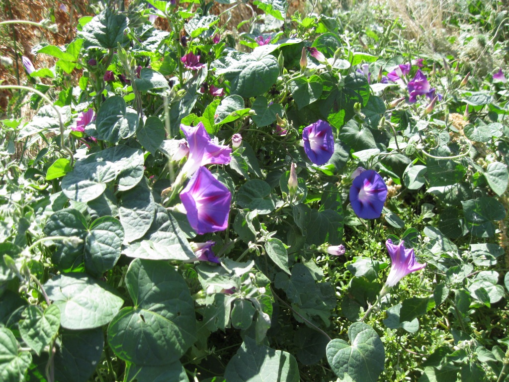 Image of Ipomoea purpurea specimen.