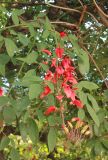 Erythrina crista-galli. Верхушка ветви с соцветием. Италия, г. Рим, ул. Романьи (ит. via Romagna), в культуре. 8 июня 2017 г.