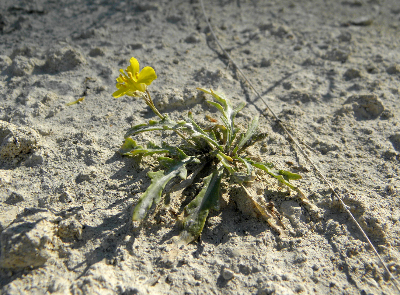 Image of Diplotaxis tenuifolia specimen.