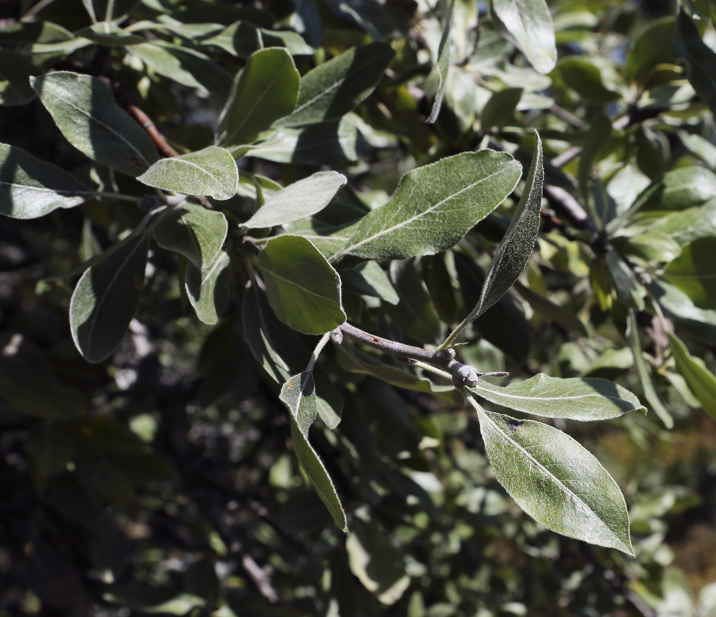 Изображение особи Pyrus elaeagrifolia.