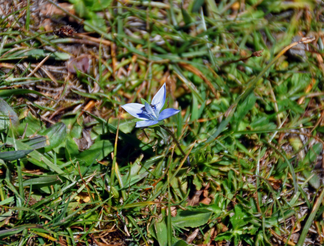 Image of Lomatogonium carinthiacum specimen.