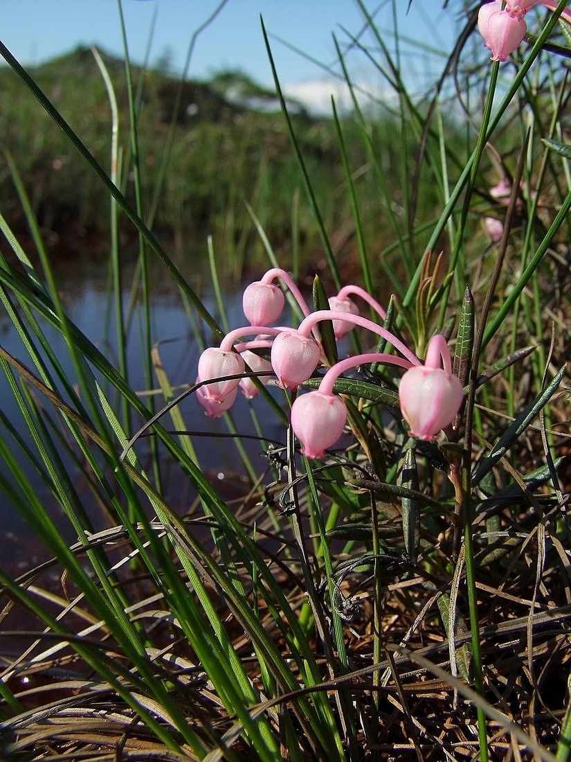 Image of Andromeda polifolia specimen.