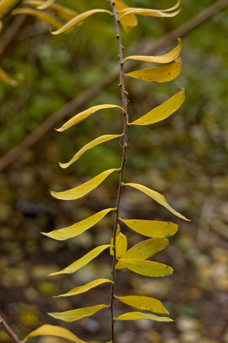 Image of Spiraea &times; cinerea specimen.