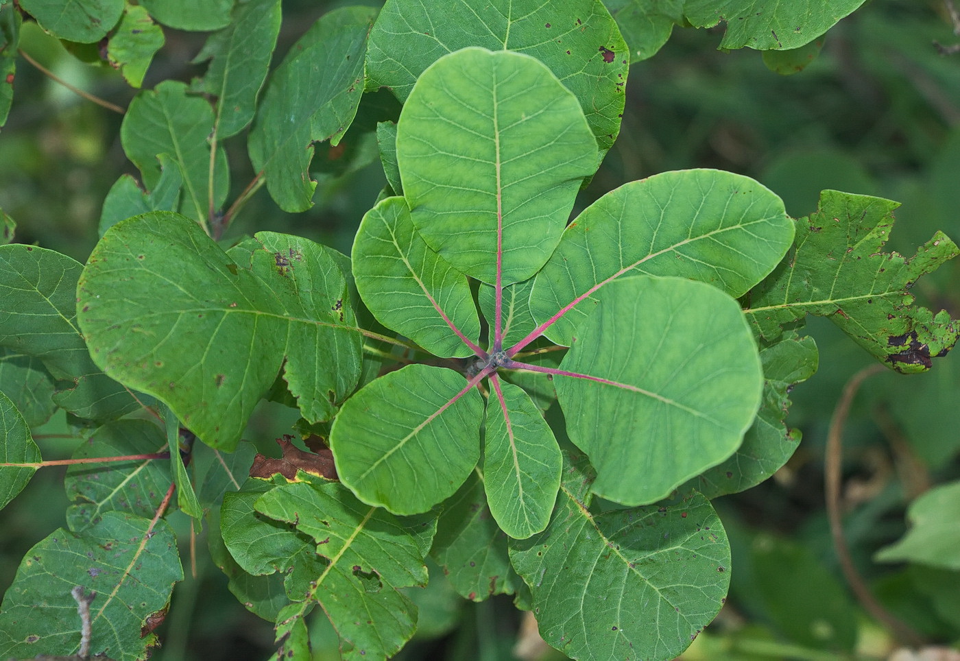 Image of Cotinus coggygria specimen.