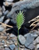 Agropyron cristatum