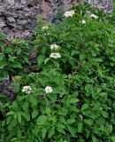 Viburnum lantana