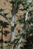 Echinops albicaulis. Стебель. Казахстан, Алматинская обл. возле вдхр. Капчагай. 10.05.2010.
