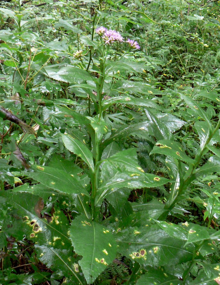 Image of Saussurea neoserrata specimen.