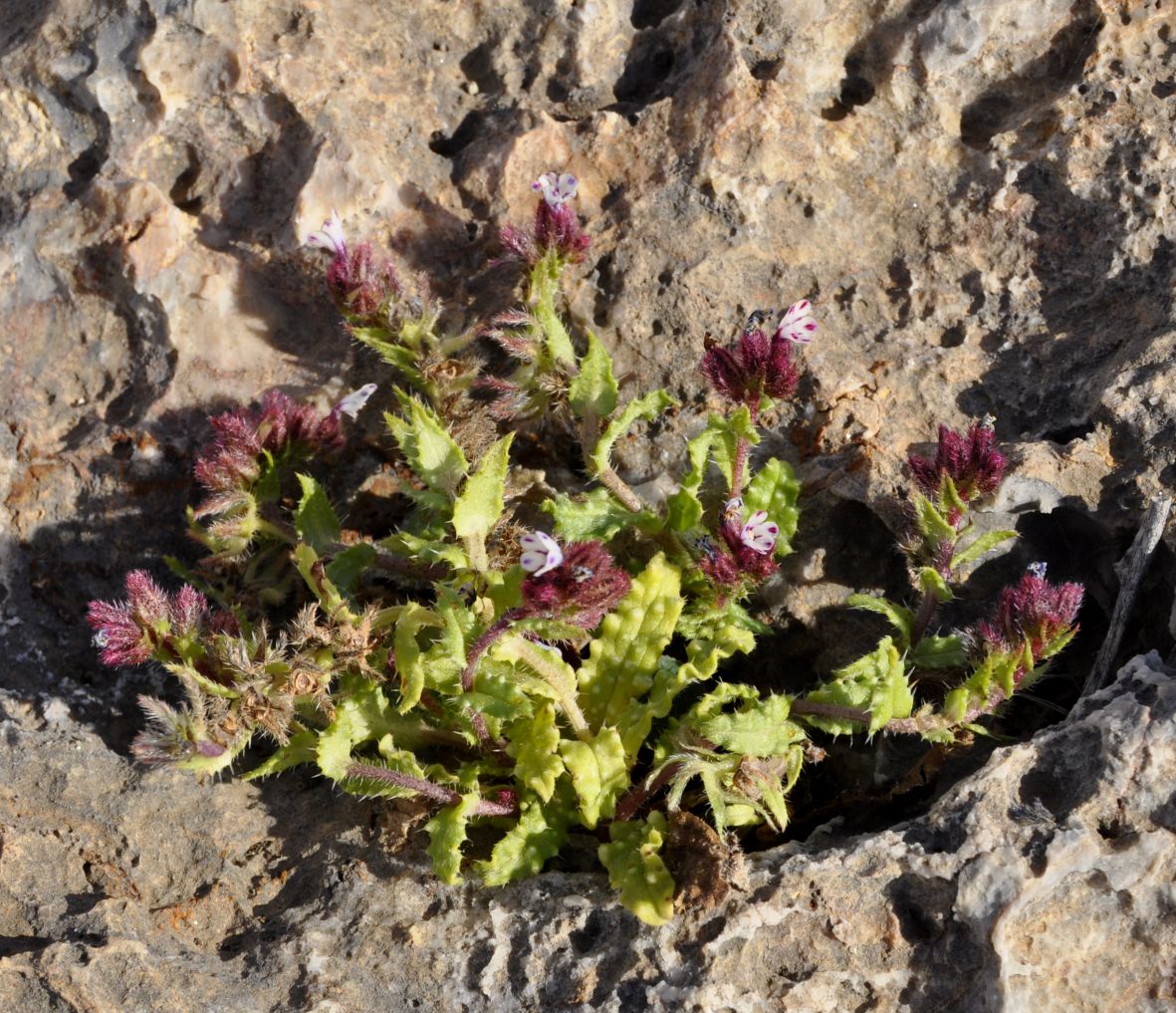 Image of Anchusella variegata specimen.