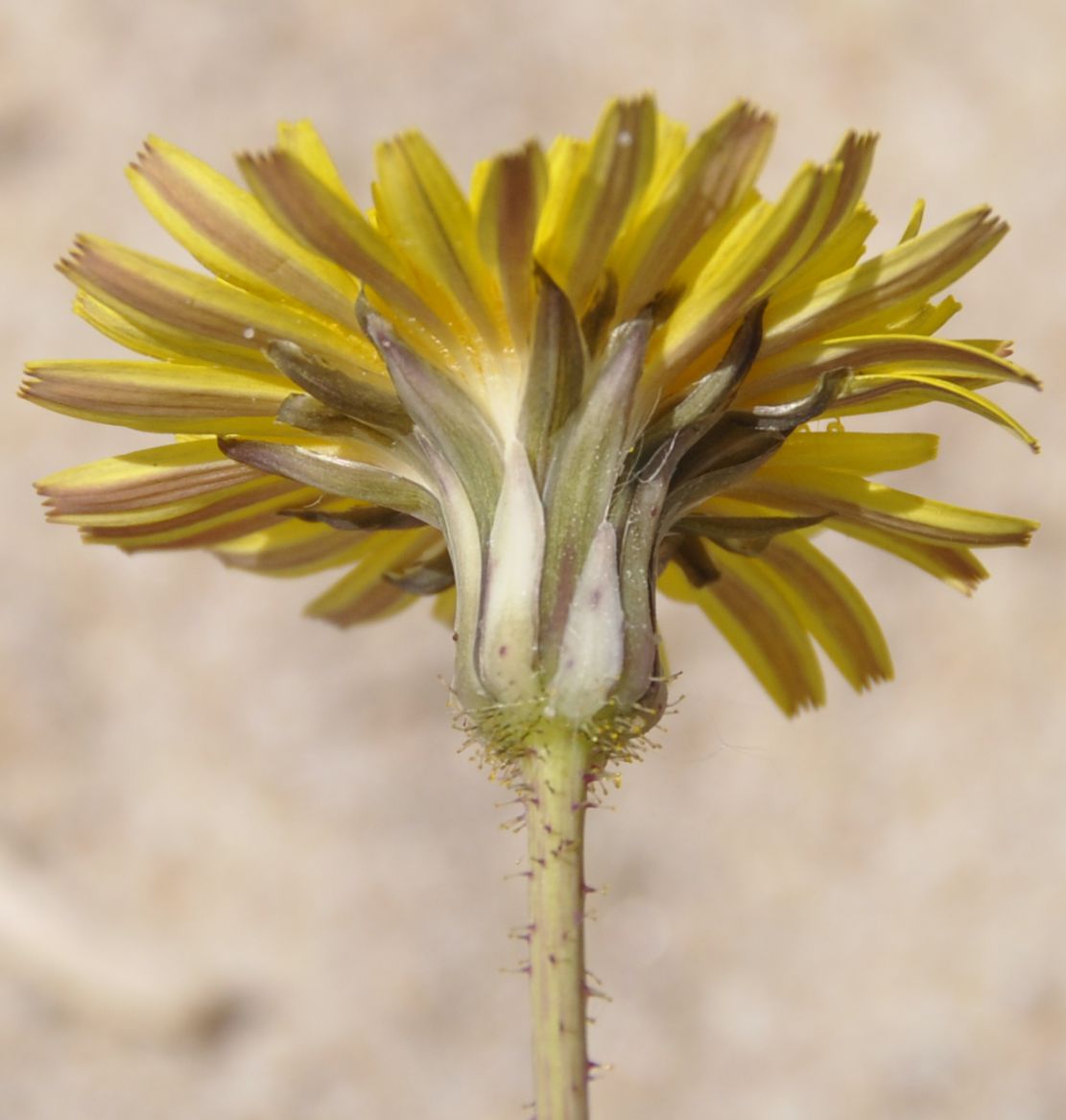 Image of Sonchus bulbosus specimen.