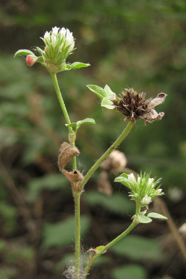 Изображение особи Trifolium scabrum.