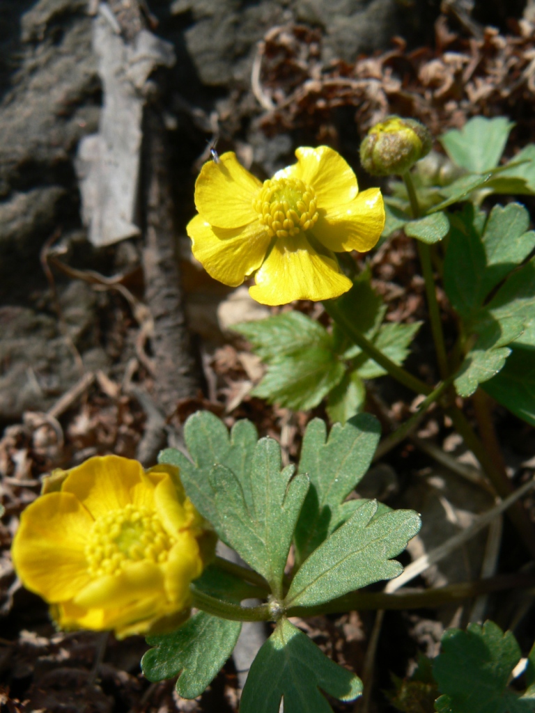 Image of Ranunculus franchetii specimen.