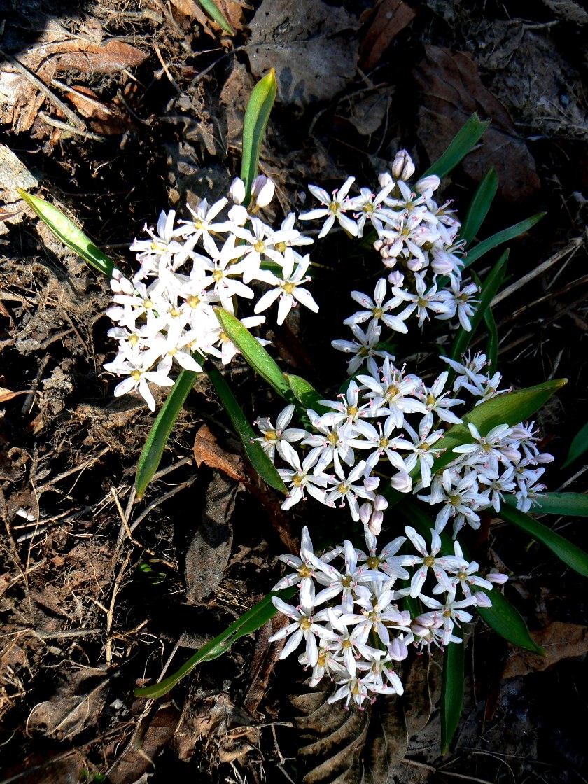 Image of Scilla bifolia specimen.