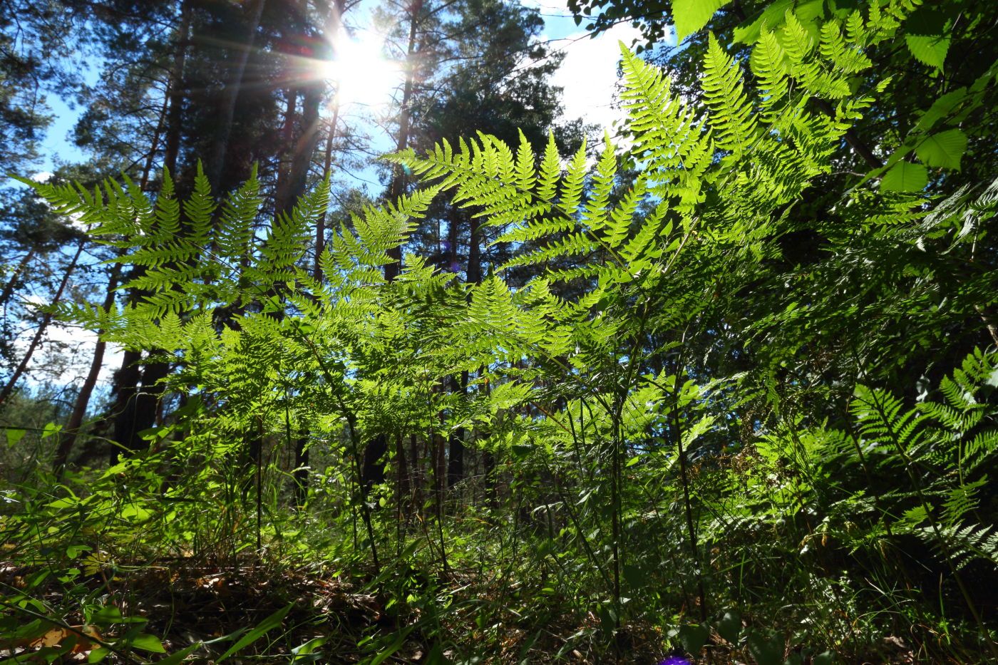 Изображение особи Pteridium pinetorum.