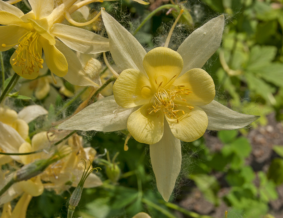 Image of genus Aquilegia specimen.