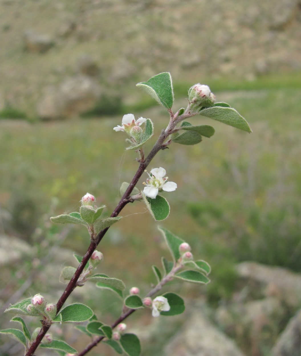 Image of Cotoneaster nummularius specimen.