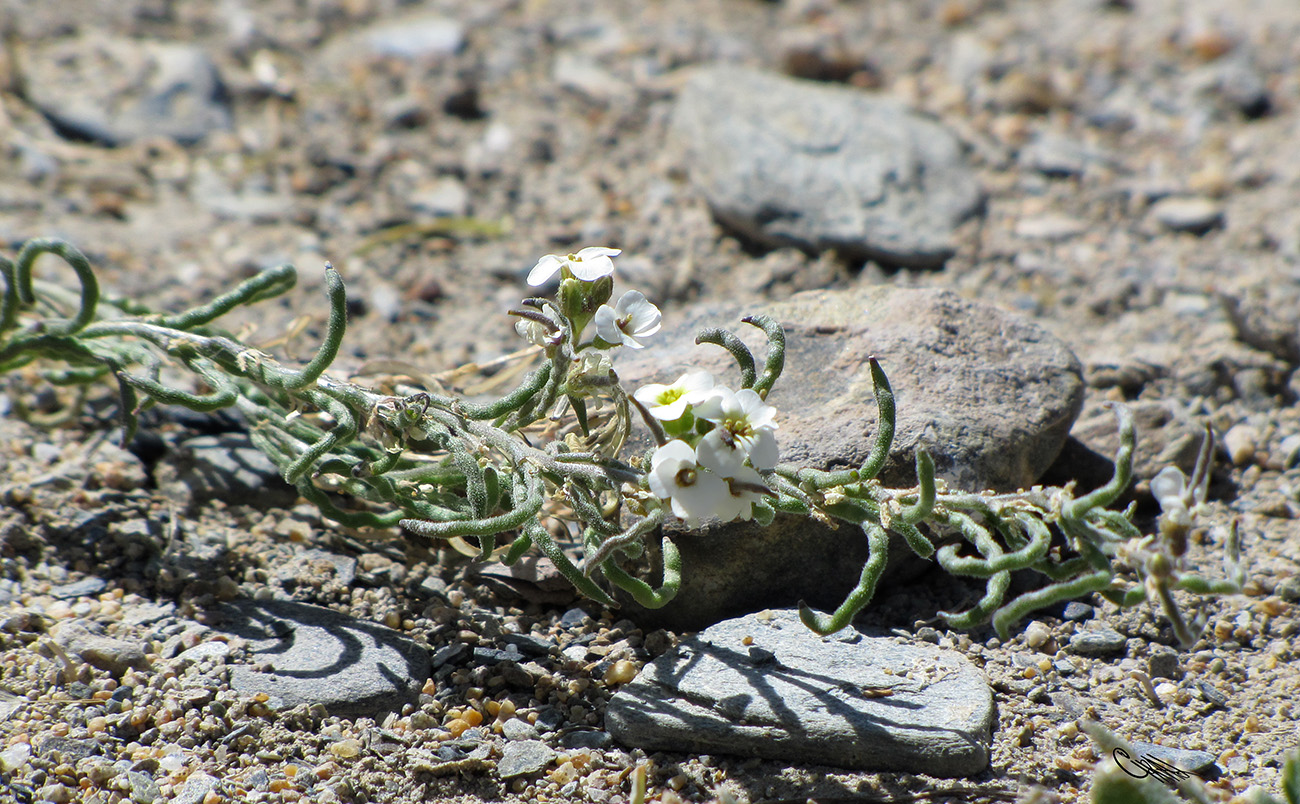 Image of Neotorularia korolkowii specimen.