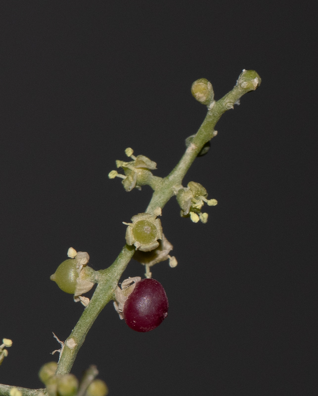 Image of Salvadora persica specimen.