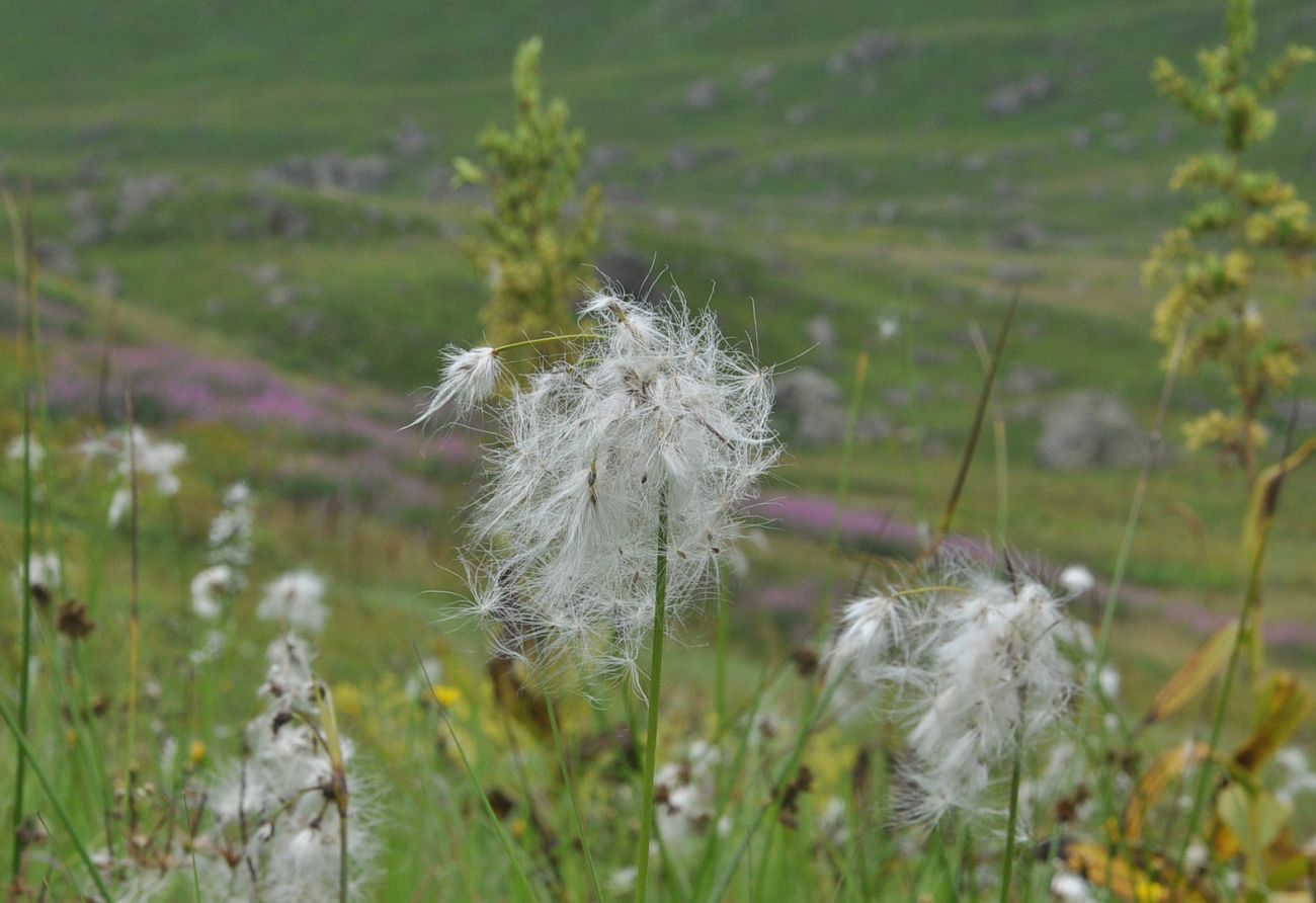 Image of genus Eriophorum specimen.