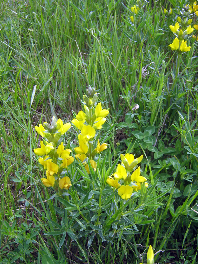 Image of Thermopsis turkestanica specimen.