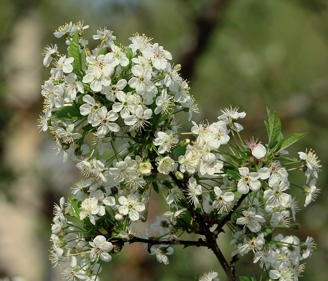 Изображение особи Cerasus vulgaris.