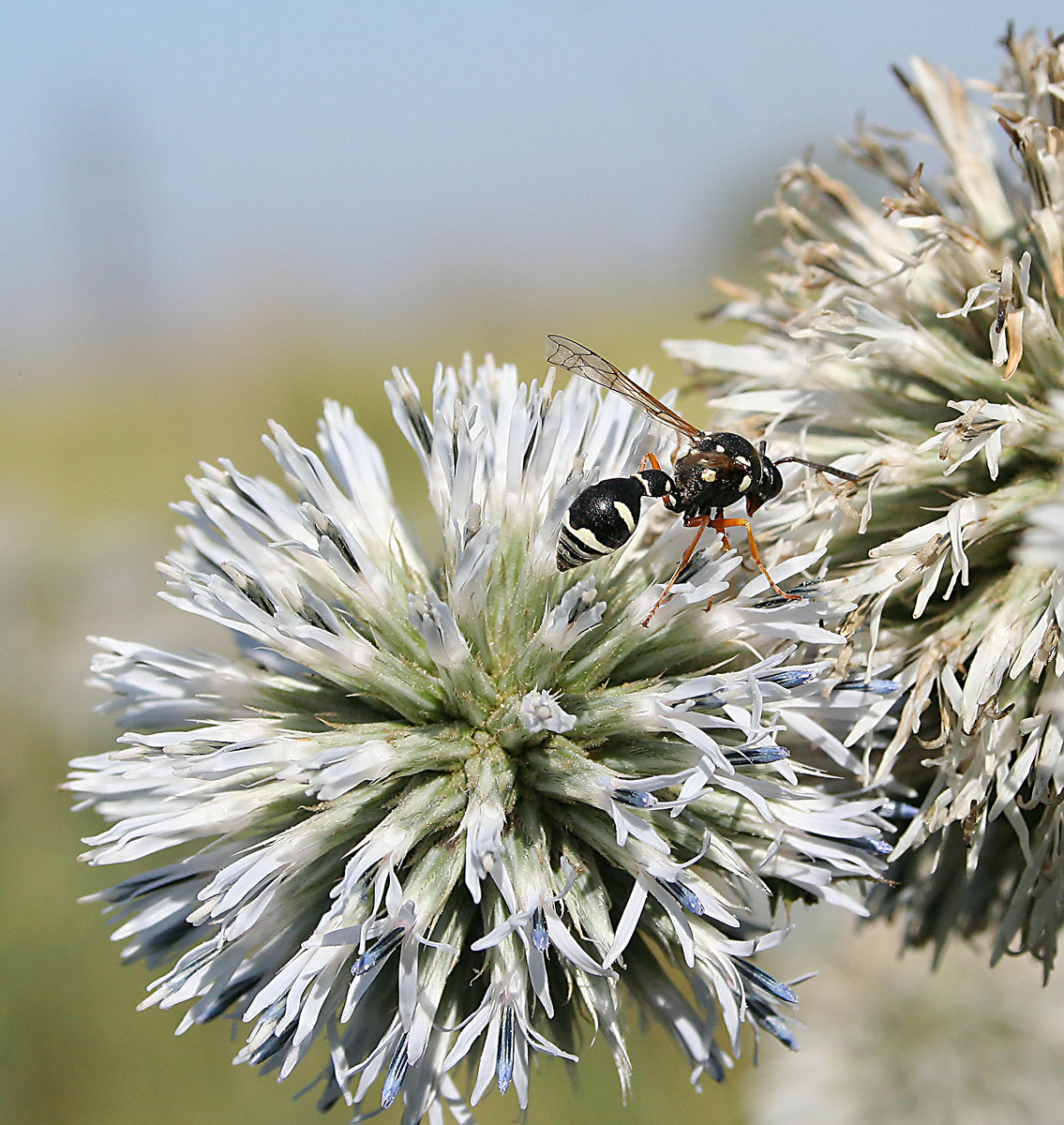 Изображение особи Echinops sphaerocephalus.