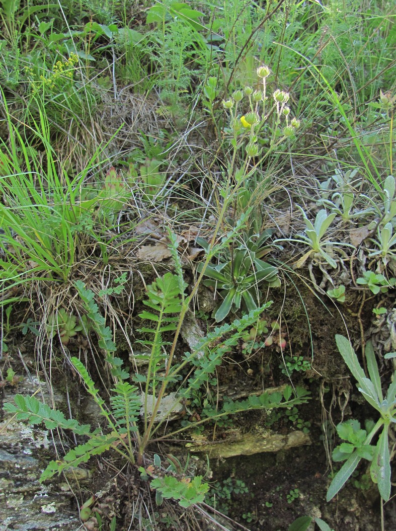 Image of Potentilla pimpinelloides specimen.