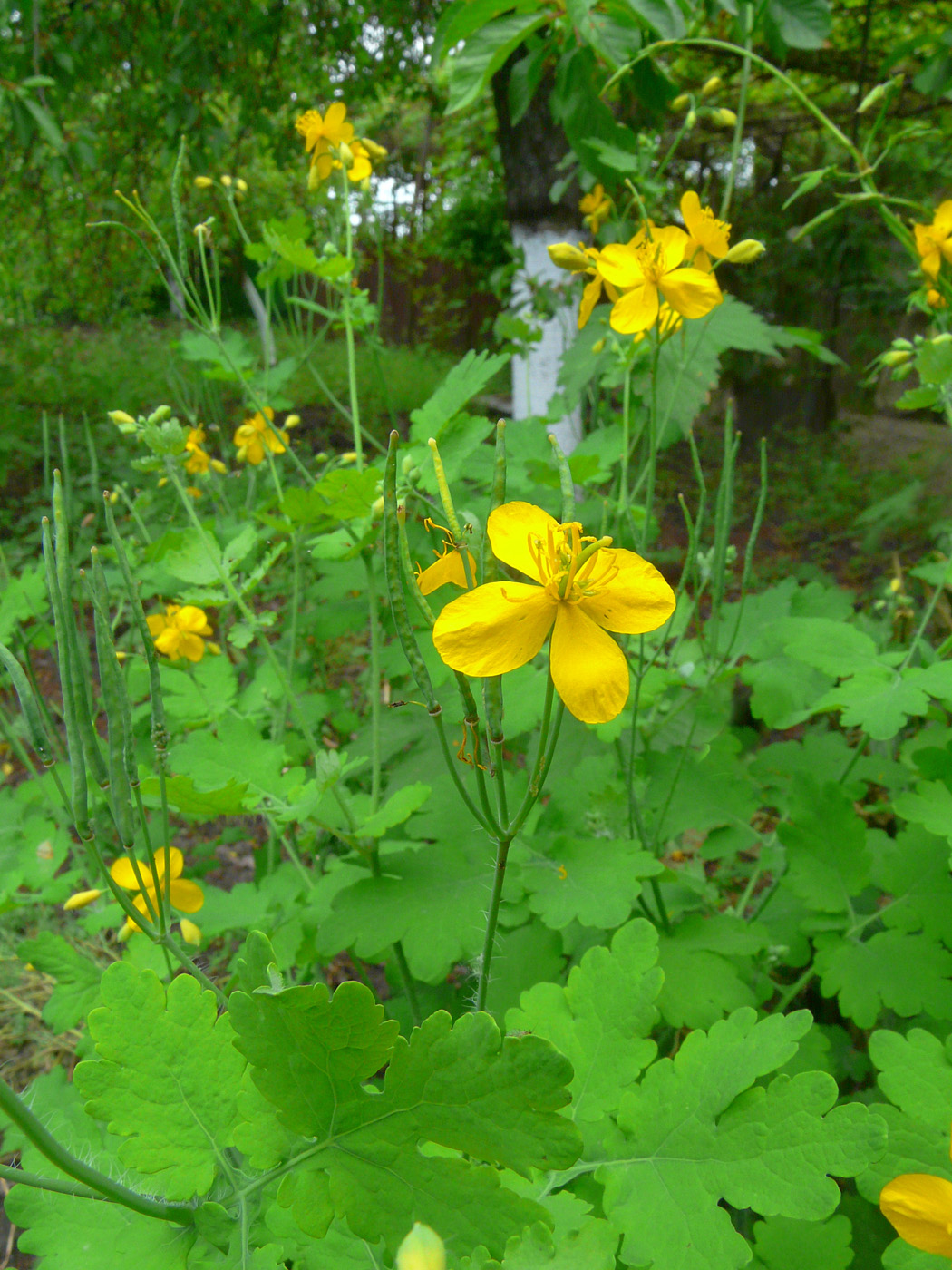 Image of Chelidonium majus specimen.