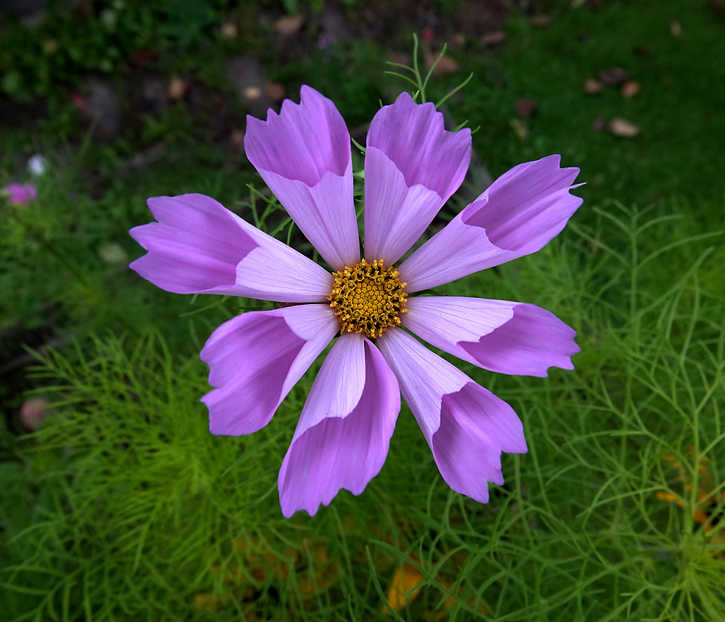 Изображение особи Cosmos bipinnatus.