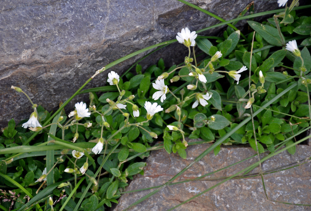 Image of Cerastium jenisejense specimen.