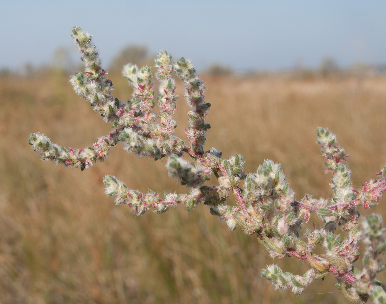 Image of Sedobassia sedoides specimen.