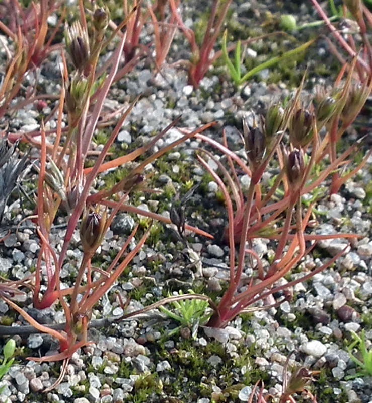 Image of Juncus ambiguus specimen.