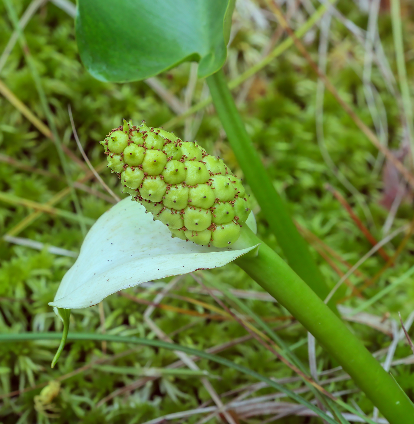 Image of Calla palustris specimen.