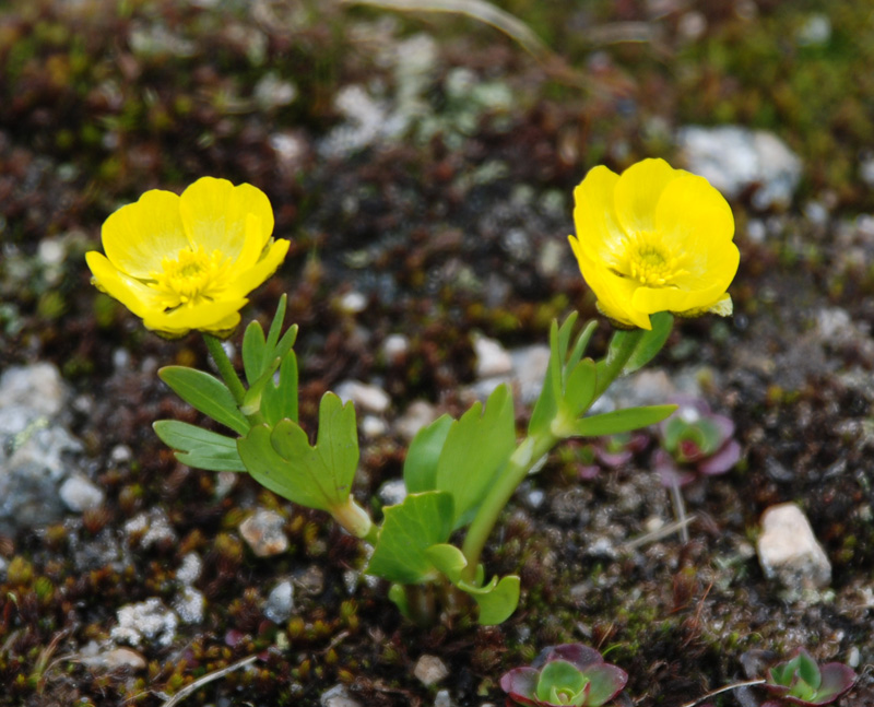 Изображение особи Ranunculus altaicus.