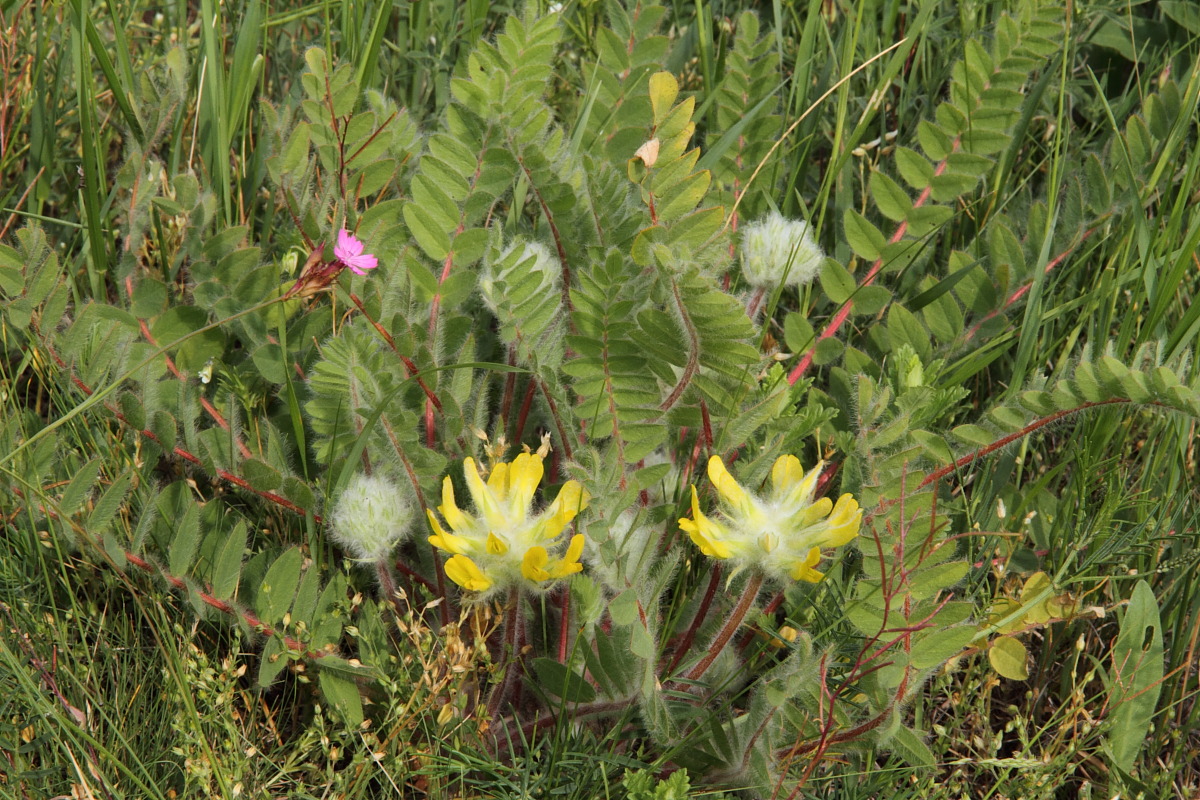 Изображение особи Astragalus dasyanthus.