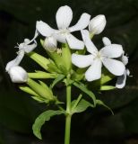 Saponaria officinalis. Соцветие. Узбекистан, г. Ташкент, пос. Улугбек, в культуре. 26.05.2019.