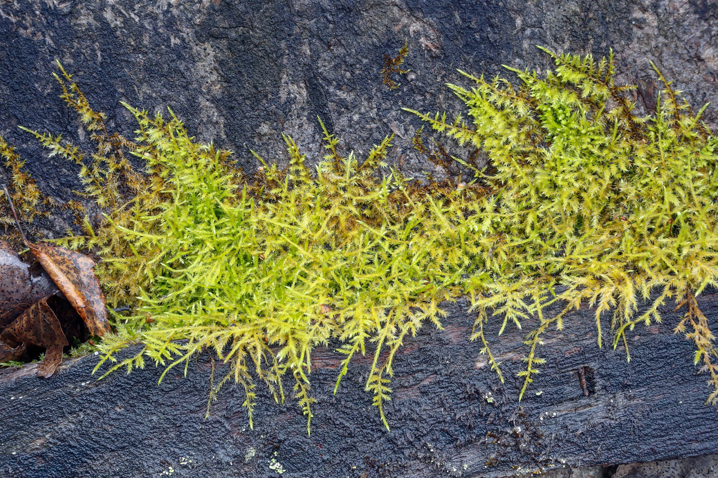 Image of class Bryopsida specimen.