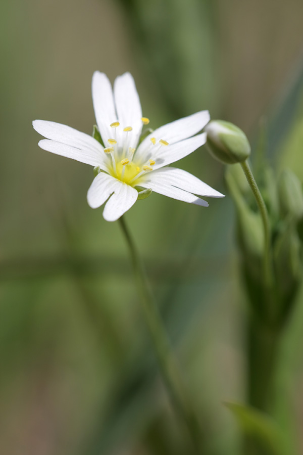 Изображение особи Stellaria holostea.