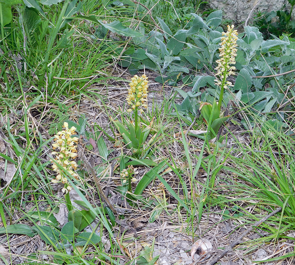 Image of Orchis punctulata specimen.