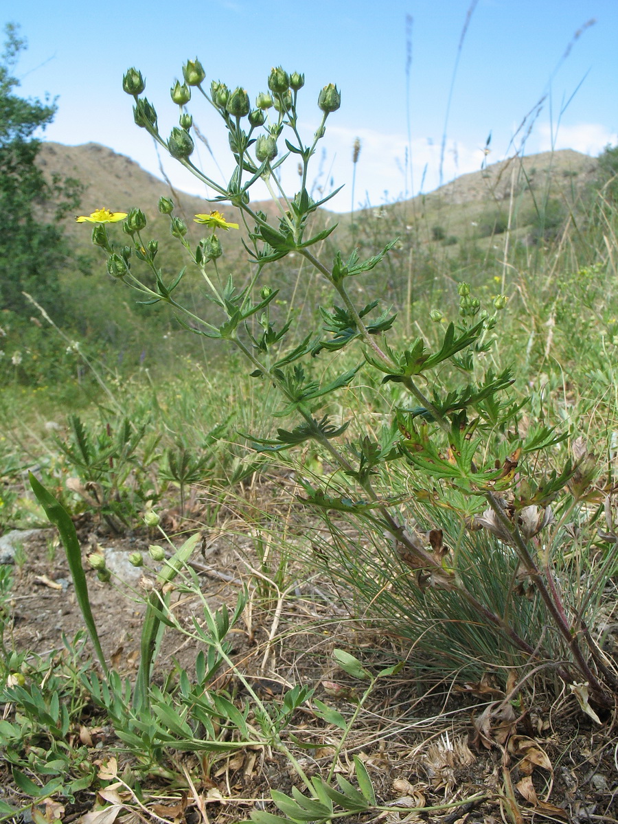 Изображение особи Potentilla impolita.